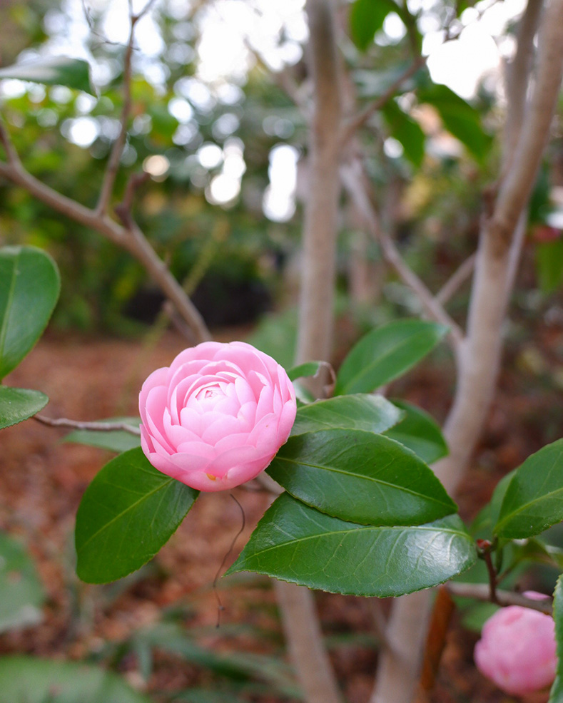 ピンク色の椿のような花の写真。つややかな深めの緑の葉が周りにある。