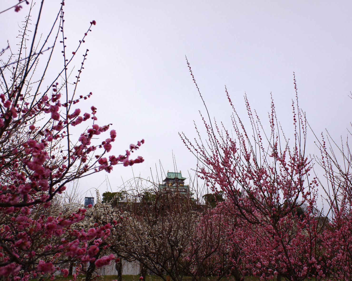 鮮やかなピンクの梅の向こう側に、大阪城の天守閣が見える。