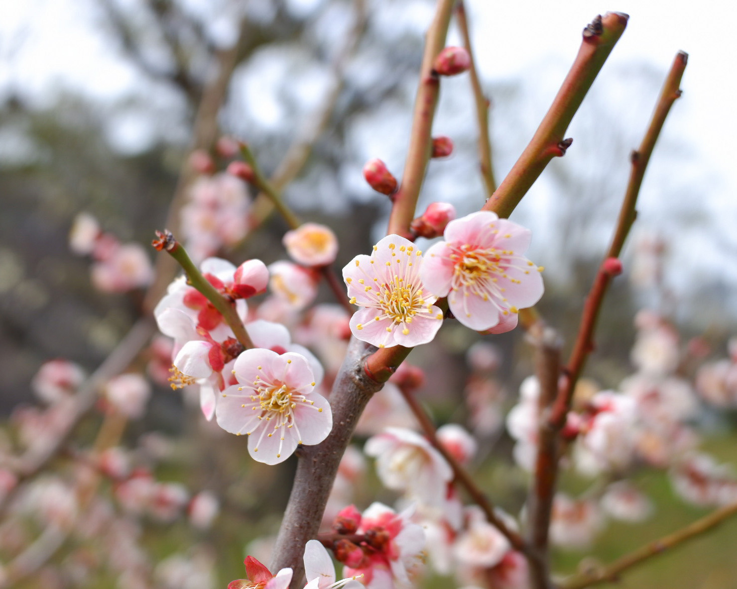 薄いピンクの梅が3つ密集して咲いている。