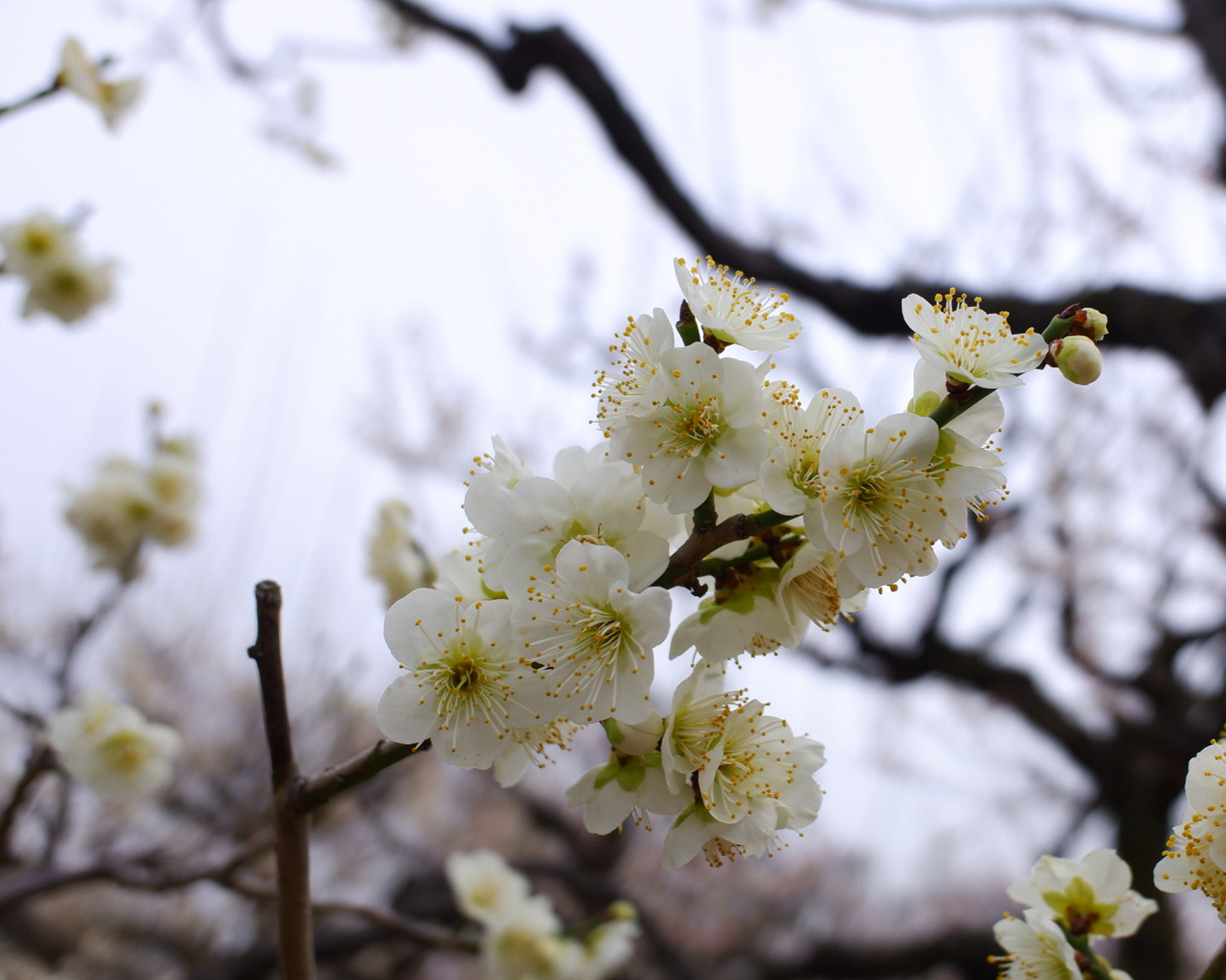 少し黄みがかった白の梅が密集してたくさん咲いている。
