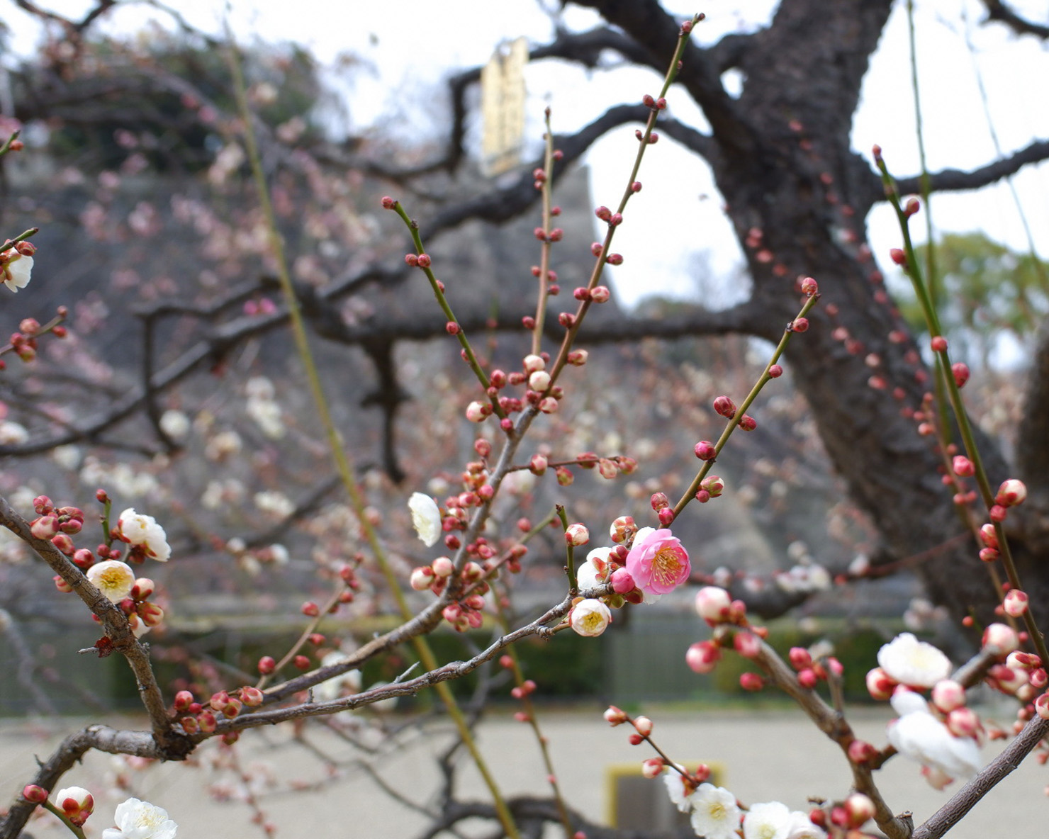 城とピンクが混在する「思いのまま」という品種の梅と、その後ろに城壁がある。