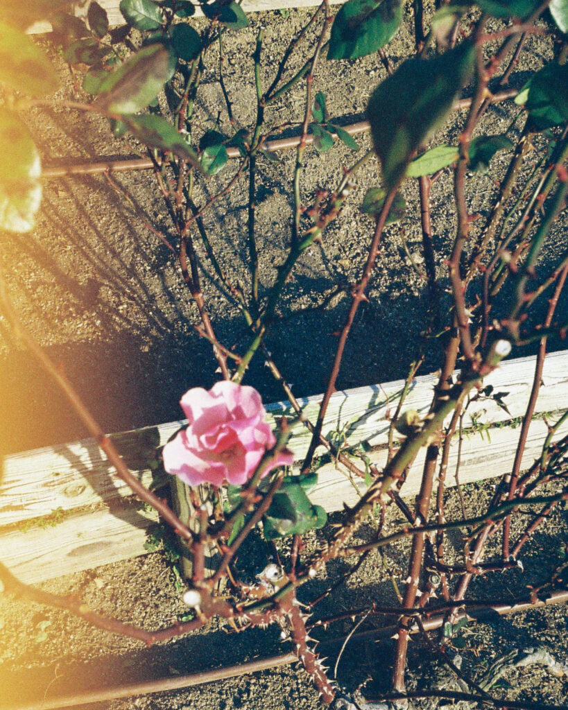 靭公園の中にあるバラの花壇。一つだけバラが咲いている。フィルムが感光して左端が黄色くなっている。