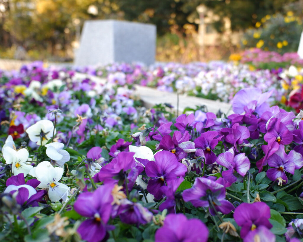 靭公園の中にある花壇。白や紫の花が咲いている。