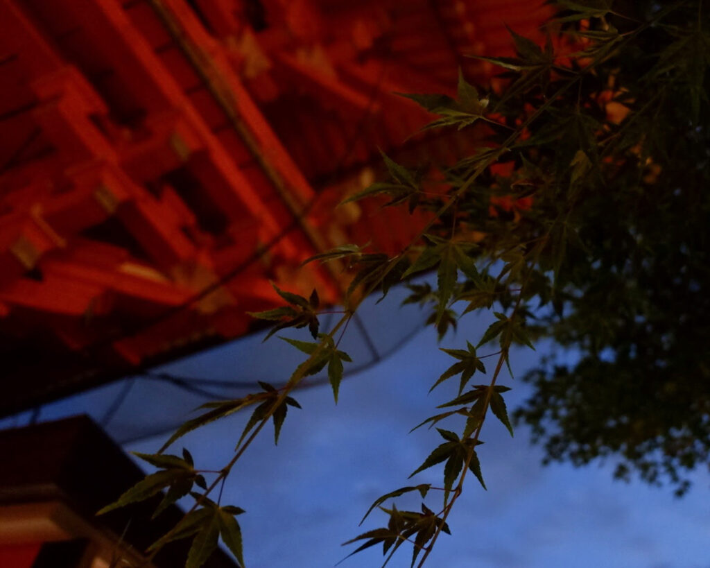 下から青もみじを見上げた写真。その向こう側に建物の屋根の裏側が見えており、暗い緑と鮮やかな赤の対比になっているような雰囲気。