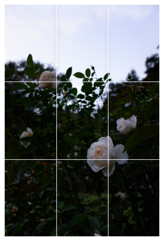 縦と横にそれぞれ長さを三分割する白線が入っている写真。深い緑の葉を背景に、白いバラが4つくらい写っている。