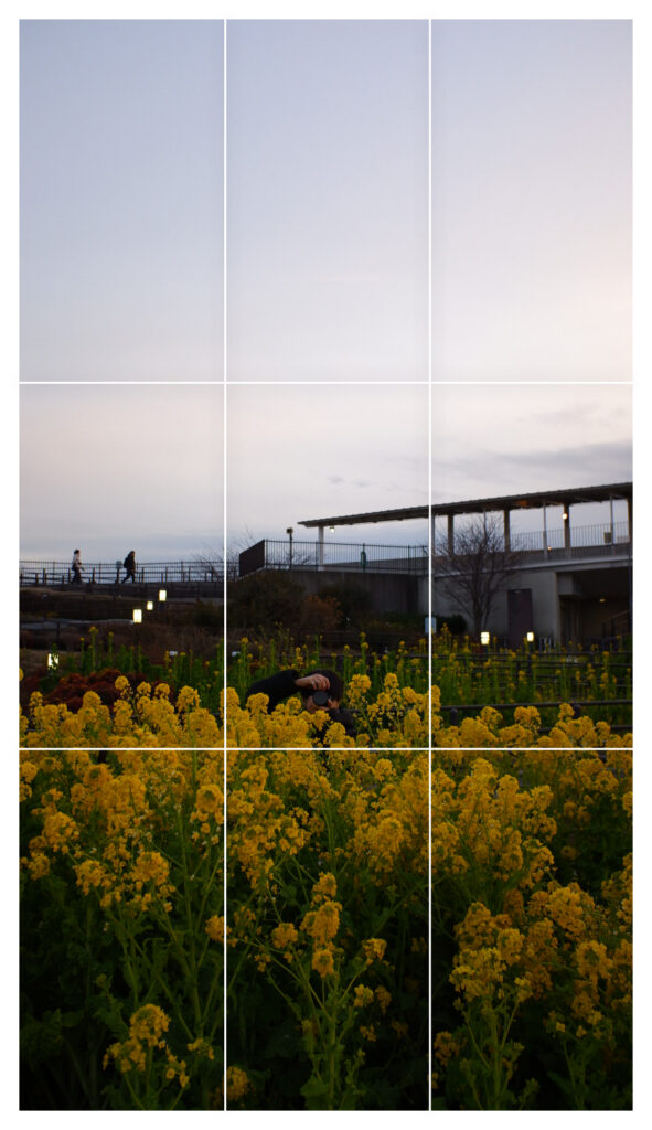 縦と横にそれぞれ長さを三分割する白線が入っている写真。菜の花の花壇の向こう側に、カメラをこちらに向かって構える人の頭がみえる。カメラで顔は見えない。その奥には展望デッキと建物が見える。
