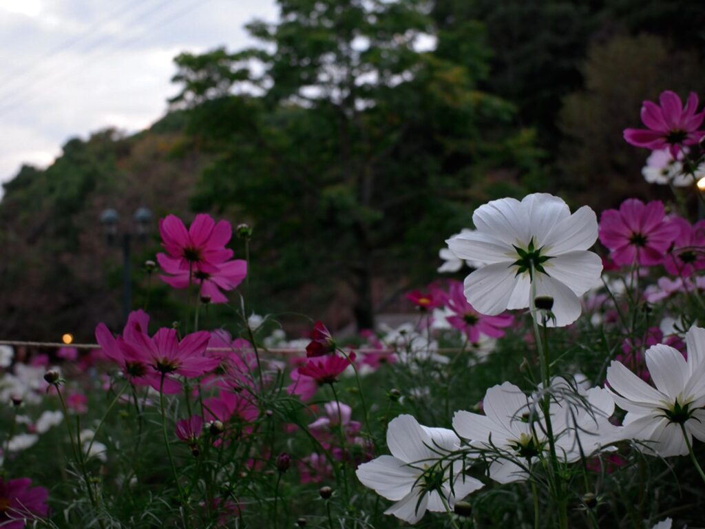 コスモスがたくさん咲いているところを、低い位置から撮っている。左側には濃いピンク、右側には城のコスモスが大きく写っている。