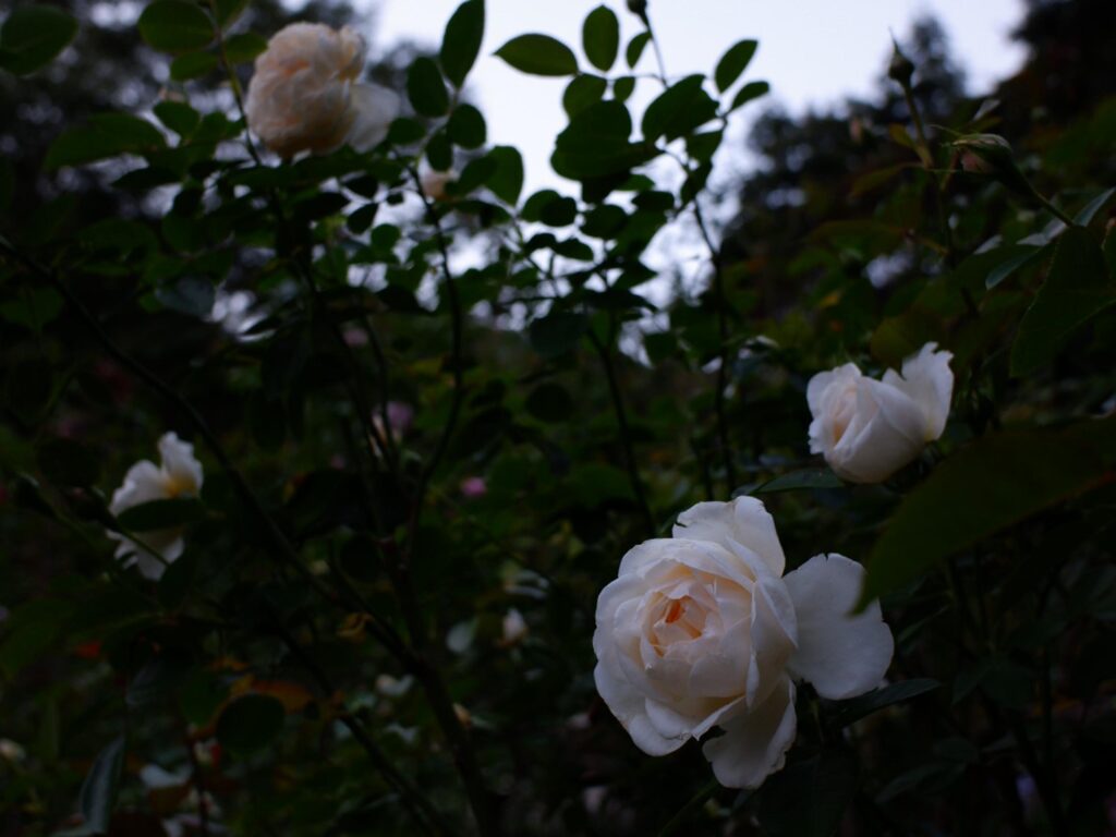 白いバラが4つくらい咲いている。奥には暗い緑の葉が広がっている。