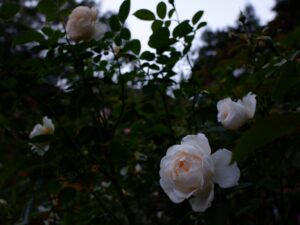 白いバラが4つくらい咲いている。奥には暗い緑の葉が広がっている。